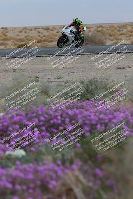 media/Jan-14-2023-SoCal Trackdays (Sat) [[497694156f]]/Turn 14 Exit Bloomig (145pm)/